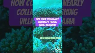 How Coral Loss Nearly Collapsed a Fishing Village in Panama