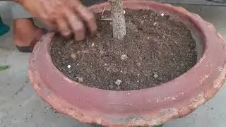 ছাদবাগানে আমড়া গাছের পরিচর্যা| Hog plum tree Care in terrace garden