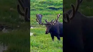 Frank the Tank 🐂 | Majestic Bull Moose in RMNP! #wildlife  #bullmoose #wildlifeshorts