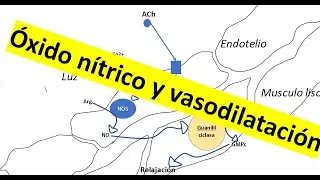 Óxido nítrico y vasodilatación