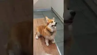 Corgi Joy #corgi