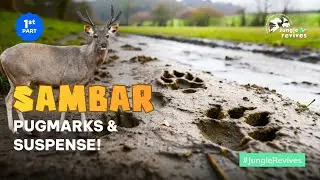 Sambar Deer, Pugmarks & Suspense! First Time in Bijrani Forest House. Will We See Tiger? #jimcorbett