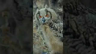 Rock Eagle Owls Sound