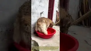 Paw-fect Cleanup: Watch This Muddy Dog's Genius Self-Cleaning Routine