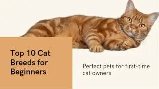 The 10 Best Cat Breeds for First-Time Pet Parents