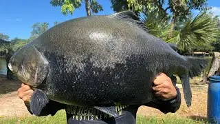 PESCARIA ANIMAL NO PESQUEIRO CÓRREGO DAS ANTAS 6 PEIXES ACIMA DE 30 KG 31-33-31-31-30-32