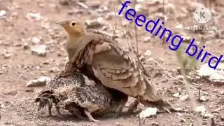 milk feeding bird