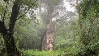 Hiking to Jomon Sugi Yakushima in a rainy summer day