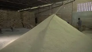 Global food security at crossroads as India rice export restrictions send prices soaring