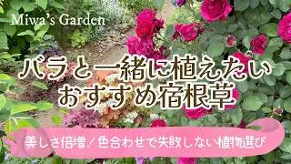 ガーデニング「色合わせで迷わない！」バラに合う宿根草・一年草を厳選紹介＊春のおしゃれな庭づくり