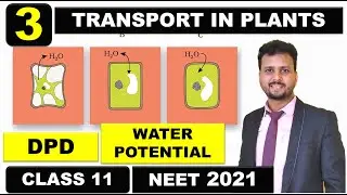 Transport in Plants, Class 11 | Part 3 | Diffusion pressure | Water Potential | Imbibition | NEET