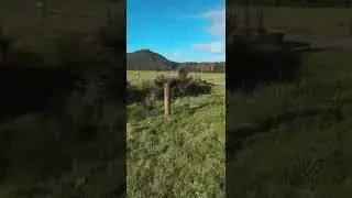 Weka, dairy farm life in New Zealand #marombafarm #newzealand #wildlife #dairyfarm