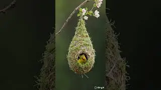 🌸 Amazing Bird Nest Building | Nature&rsquo;s Tiny Architect 🐦✨#shorts