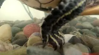 Davina The Shell Buddy Vs Hornsworm #RES #RedEaredSlider #SoggyPancake #ShellPuppy #Turtle