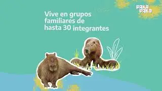 Carpincho - Fauna Nativa