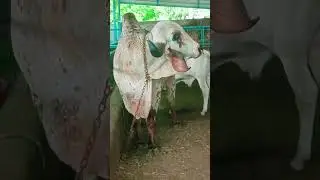 gir bull raj... Krishna gaushala mandwa #gircowgujaratbhavngar # 9624927458 simans stro available