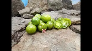 Dwarf Beautiful Ones Tomato Seeds For Sale At Bounty Hunter Seeds