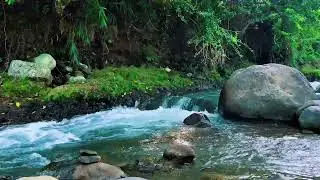 Forest Stream Flowing Around Big Rock &ndash; Real Jungle Sound for Deep Sleep