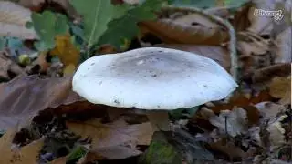 Stiltewandeling met gedichten op Natuurbegraafplaats Bergerbos