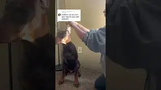 when people feel bad for a well cared for dog 😂🥰 #dobermanpuppy #dobermanownerprobelms
