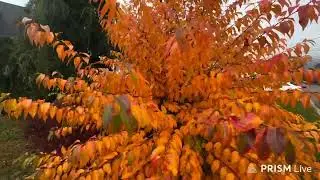 FALL FOLIAGE 2025 | A Very Beautiful Bush Changing Colors. Long Island NY. Monday 11/10/25
