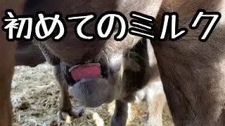 子牛が初めてミルクを飲むまで