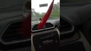 #safariweek