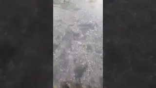 me alegro la tarde el bagrecito sapo beb&eacute; 😅🤣🙌