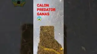 predator ganas yang masih baby || #castinggabus  #ikangabus #ultralightfishing  #monstergabus