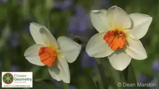 Flower Geometry International - Dean Marston 2016