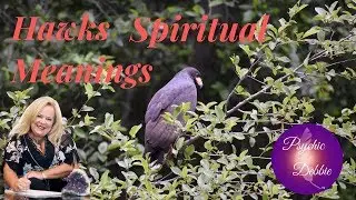 HAWKS SPIRITUAL MEANINGS- Psychic Debbie Griggs