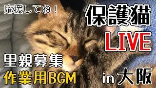 ねころび荘 保護猫部屋配信20251226