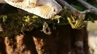 Super Paraglow Aztec Boa Constrictor Morph For Sale | Sharp Albino & Boa Women Caramel 66% het Anery
