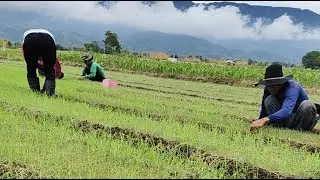 bumot ng damo ng sibuyas