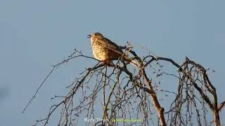 Hawfinch, Greenfinch, Chaffinch and Mistle Thrush in Mitchell Troy
