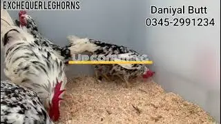 Exchequer Leghorn's