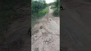 #cats #viral #cutepets #video