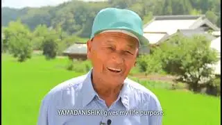 Yamada Nishiki - Japanese Rice Used in Sake Grown in Hyogo
