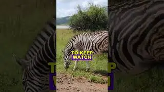 7 Wild Zebra Facts You&rsquo;ve Never Heard Before! 🦓🌍#zebra #animals
