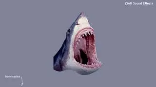 Great White Shark Roaring Sound Effect