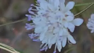 שלמון יפואי פורח Cephalaria joppensis