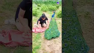 High Quality Peacock Short Video #wildlifeentertainment #birds #peacockvideo #peacockdance