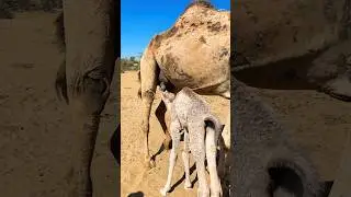 أمومةٌ صامتة&hellip; ورسالةُ حبٍّ عظيمة