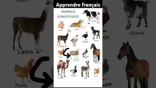 Animaux domestiques