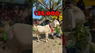 Top Quality Dogli Bakri 😍 Hardoi Bakra Mandi | Ziya Vlogs #shortvideo #bakramandi #viralvideo