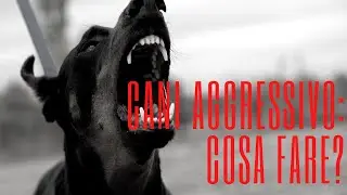 Cane aggressivo:cosa fare?|Affinitydog