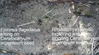 Faecal mimicry by seeds ensures dispersal by dung beetles (video 3)