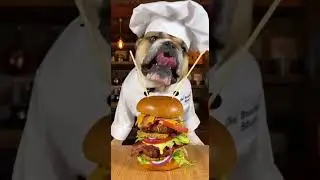 Chef Bully eats huge sandwich, mouth barely fits  #mypug #funny #puppy #bulldog