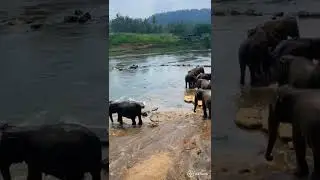 Pinnawala Elephant Orphanage #nature #elephant #srilanka #asia