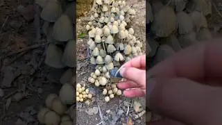 Навозник мерцающий Coprinellus micaceus. Mushrooms. fungi 🍄 Mica cap. Слюдяная шапочка.